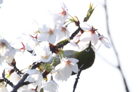 トリミング 2015/4月 TAMRONsp70-300+30D 焦点距離300mm F/8 ss1/2000 ISO400