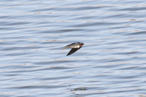 トリミング 2015/4月 TAMRONsp70-300+30D 焦点距離300mm F/8 ss1/1250 ISO400