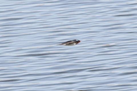 トリミング 2015/4月 TAMRONsp70-300+30D 焦点距離300mm F/8 ss1/1250 ISO400