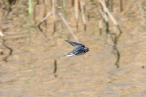 トリミング 2015/4月 TAMRONsp70-300+30D 焦点距離300mm F/8 ss1/1250 ISO400