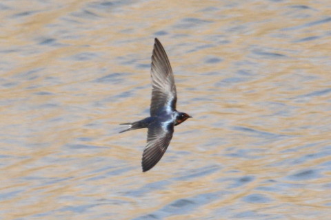 トリミング 2015/4月 TAMRONsp70-300+30D 焦点距離300mm F/8 ss1/1000 ISO400