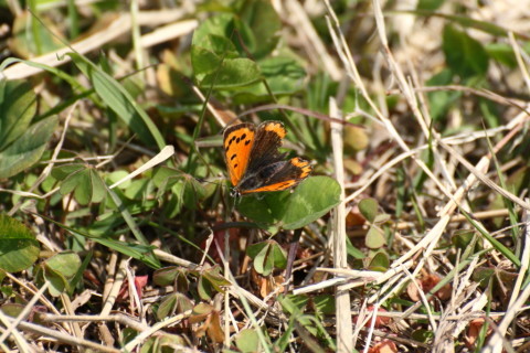 2015/4月 TAMRONsp70-300+30D 焦点距離300mm F/8 ss1/1000 ISO400