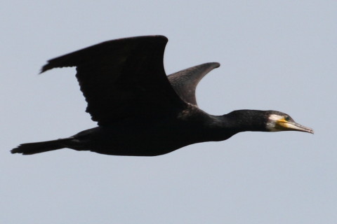 トリミング 2015/4月 TAMRONsp70-300+30D 焦点距離300mm F/8 ss1/2000 ISO400