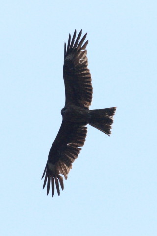 トリミング 2015/4月 TAMRONsp70-300+30D 焦点距離300mm F/8 ss1/4000 ISO400