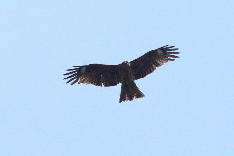 トリミング 2015/4月 TAMRONsp70-300+30D 焦点距離300mm F/8 ss1/2000 ISO400