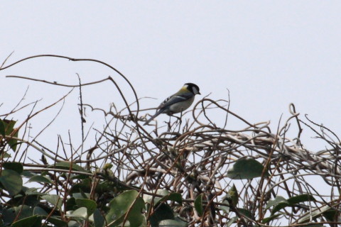 トリミング 2015/4月 TAMRONsp70-300+30D 焦点距離300mm F/8 ss1/4000 ISO400