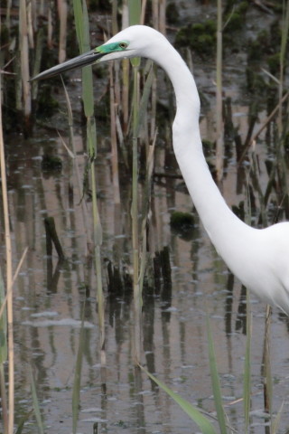 トリミング 2015/4月 TAMRONsp70-300+30D 焦点距離300mm F/8 ss1/1250 ISO400