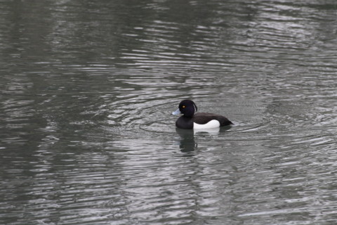 2015/4月 TAMRONsp70-300+30D 焦点距離300mm F/8 ss1/100 ISO200