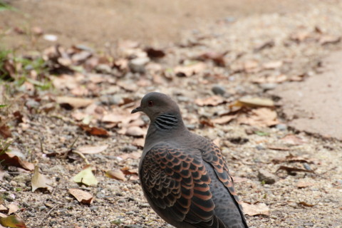 2015/4月 TAMRONsp70-300+30D 焦点距離300mm F/8 ss1/20 ISO200