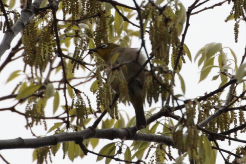 トリミング 2015/4月 TAMRONsp70-300+30D 焦点距離300mm F/8 ss1/320 ISO200