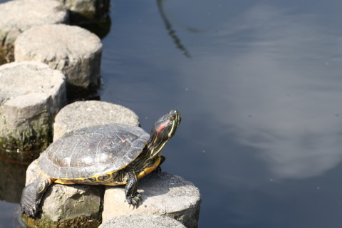 2015/4月 TAMRONsp70-300+30D 焦点距離135mm F/6.3 ss1/160 ISO100