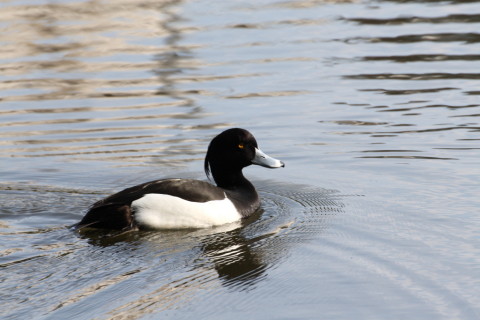 2015/4月 TAMRONsp70-300+30D 焦点距離300mm F/8 ss1/500 ISO400