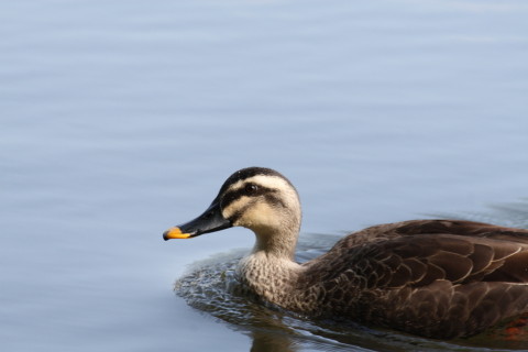 2015/4月 TAMRONsp70-300+30D 焦点距離300mm F/8 ss1/320 ISO400