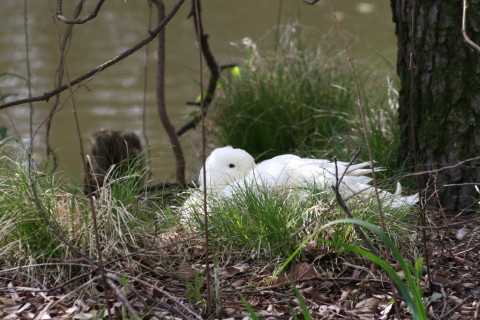 2015/4月 TAMRONsp70-300+30D 焦点距離300mm F/8 ss1/200 ISO400