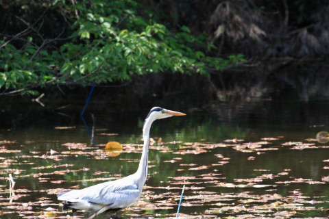 2015/4月 TAMRONsp70-300+30D 焦点距離300mm F/8 ss1/160 ISO400