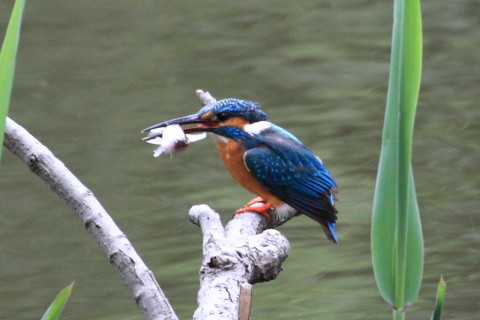 トリミング 2015/4月 TAMRONsp70-300+30D 焦点距離300mm F/8 ss1/80 ISO400