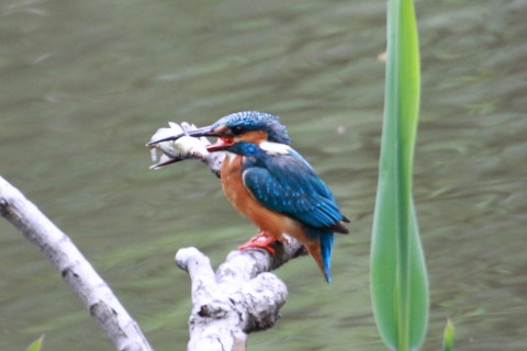 トリミング 2015/4月 TAMRONsp70-300+30D 焦点距離300mm F/8 ss1/40 ISO400