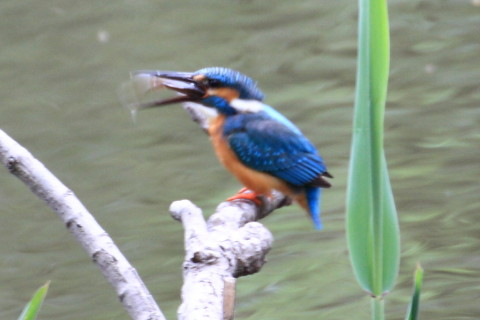 トリミング 2015/4月 TAMRONsp70-300+30D 焦点距離300mm F/8 ss1/40 ISO400