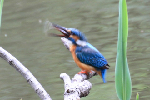 トリミング 2015/4月 TAMRONsp70-300+30D 焦点距離300mm F/8 ss1/40 ISO400