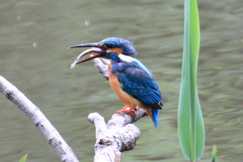 トリミング 2015/4月 TAMRONsp70-300+30D 焦点距離300mm F/8 ss1/40 ISO400