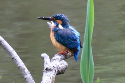 トリミング 2015/4月 TAMRONsp70-300+30D 焦点距離300mm F/8 ss1/50 ISO400