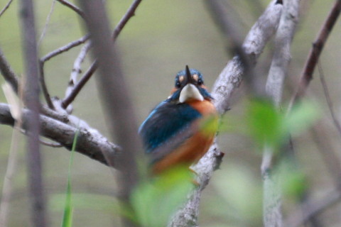 トリミング 2015/4月 TAMRONsp70-300+30D 焦点距離300mm F/5.6 ss1/100 ISO400