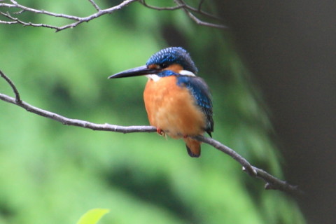トリミング 2015/4月 TAMRONsp70-300+30D 焦点距離300mm F/8 ss1/30 ISO400