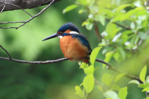 トリミング 2015/4月 TAMRONsp70-300+30D 焦点距離300mm F/8 ss1/50 ISO400