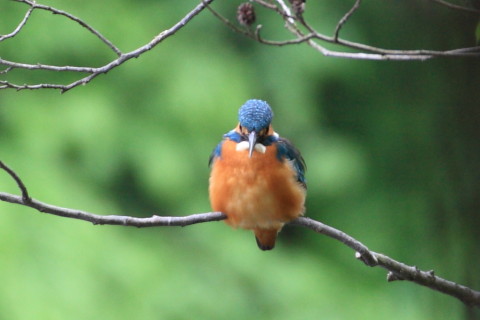 トリミング 2015/4月 TAMRONsp70-300+30D 焦点距離300mm F/8 ss1/30 ISO400