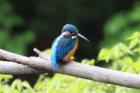 トリミング 2015/4月 TAMRONsp70-300+30D 焦点距離300mm F/8 ss1/30 ISO400