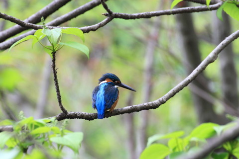 2015/4月 TAMRONsp70-300+30D 焦点距離300mm F/8 ss1/40 ISO400