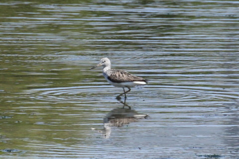 トリミング 2015/4月 TAMRONsp70-300+30D 焦点距離300mm F/8 ss1/1000 ISO400
