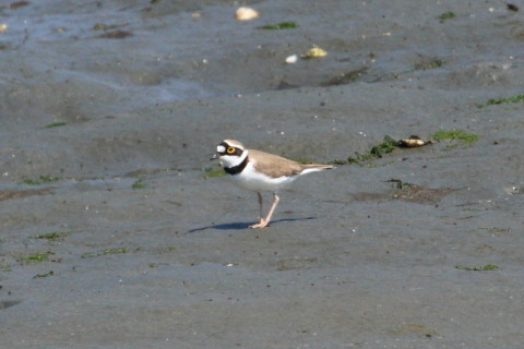 トリミング 2015/4月 TAMRONsp70-300+30D 焦点距離300mm F/8 ss1/1000 ISO400