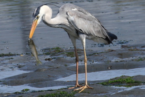 トリミング 2015/4月 TAMRONsp70-300+30D 焦点距離300mm F/8 ss1/640 ISO200