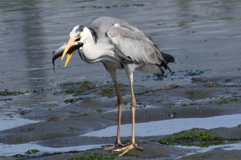 トリミング 2015/4月 TAMRONsp70-300+30D 焦点距離300mm F/8 ss1/640 ISO200