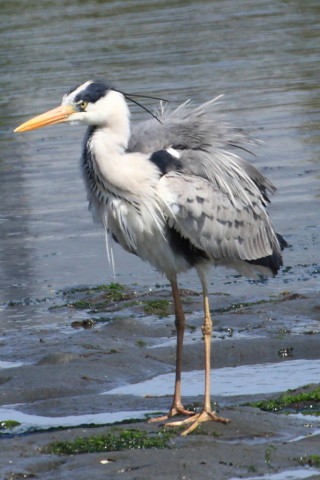 トリミング 2015/4月 TAMRONsp70-300+30D 焦点距離300mm F/8 ss1/640 ISO200