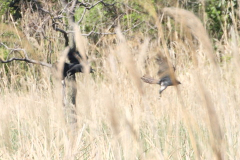 トリミング 2015/4月 TAMRONsp70-300+30D 焦点距離300mm F/8 ss1/640 ISO400