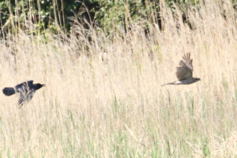 トリミング 2015/4月 TAMRONsp70-300+30D 焦点距離300mm F/8 ss1/640 ISO400