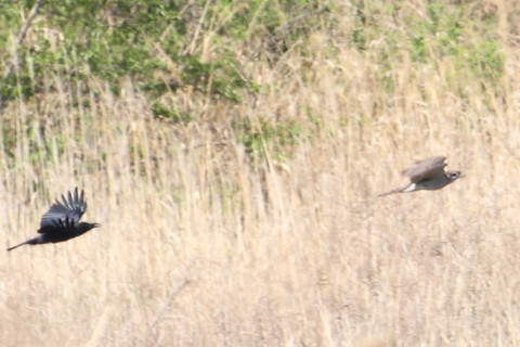 トリミング 2015/4月 TAMRONsp70-300+30D 焦点距離300mm F/8 ss1/640 ISO400