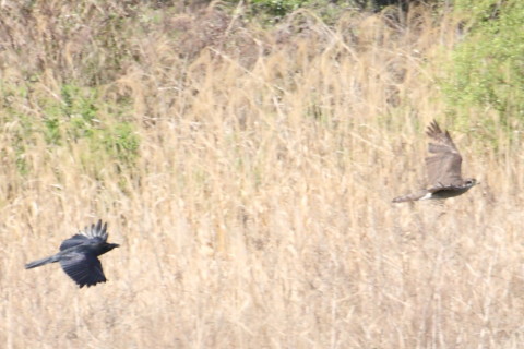 トリミング 2015/4月 TAMRONsp70-300+30D 焦点距離300mm F/8 ss1/640 ISO400