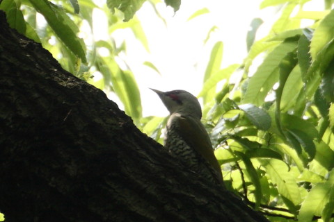 トリミング 2015/4月 TAMRONsp70-300+30D 焦点距離300mm F/8 ss1/500 ISO400