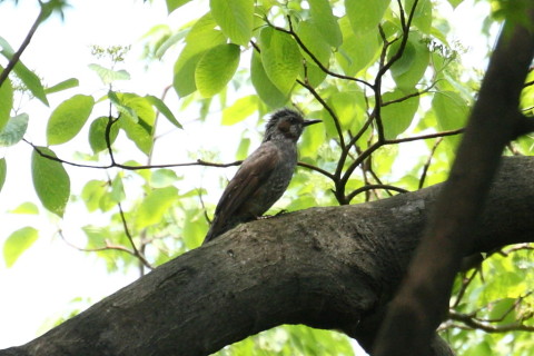 トリミング 2015/4月 TAMRONsp70-300+30D 焦点距離271mm F/8 ss1/500 ISO400