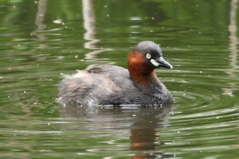トリミング 2015/4月 TAMRONsp70-300+30D 焦点距離300mm F/8 ss1/100 ISO400