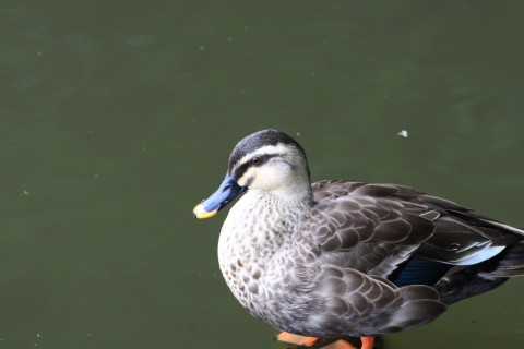 2015/4月 TAMRONsp70-300+30D 焦点距離228mm F/8 ss1/30 ISO200