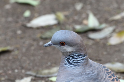 2015/4月 TAMRONsp70-300+30D 焦点距離161mm F/8 ss1/30 ISO400