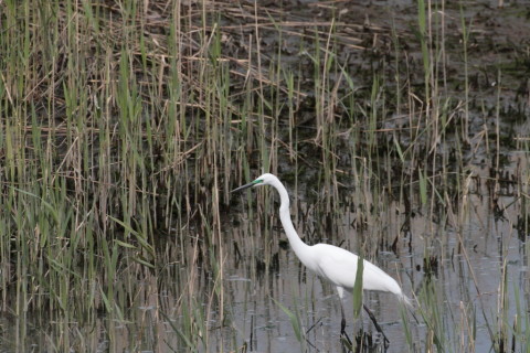 2015/4月 TAMRONsp70-300+30D 焦点距離300mm F/8 ss1/1250 ISO400