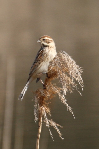 トリミング 2015/4月 TAMRONsp70-300+30D 焦点距離300mm F/8 ss1/1000 ISO400