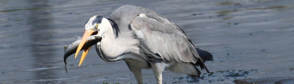 にわかカメラマンの撮ってみた!!（N'sHOME別館）