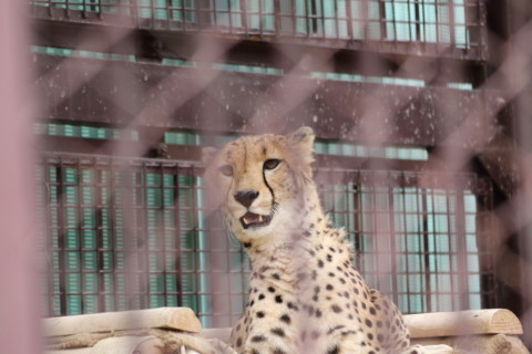 2015/5月 TAMRONsp70-300+7D2 焦点距離161mm F/5 ss1/320 ISO400