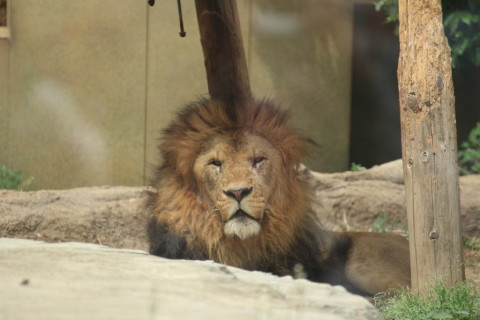 2015/5月 TAMRONsp70-300+7D2 焦点距離300mm F/5.6 ss1/400 ISO200